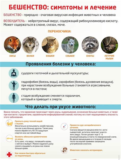 Способы передачи бешенства