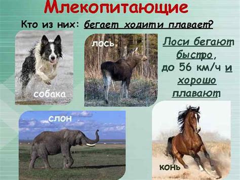 Способы передвижения животных