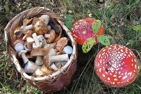 Способы проверки грибов на безопасность