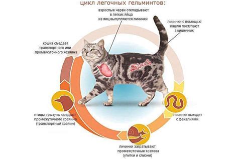 Способы проверки наличия глистов у кошки