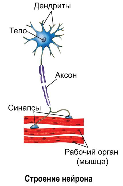 Сравнение миелиновой и безмякотной нервной ткани