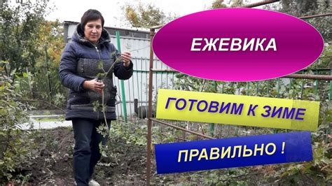 Сроки подготовки сельдерея к зиме