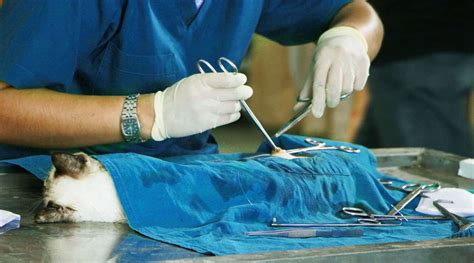 Стерилизация кошек и их пищевые потребности