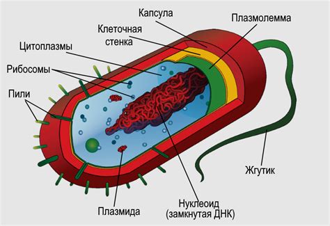 Строение прокариотических клеток
