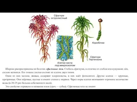 Структура мха сфагнума