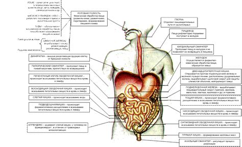 Структура пищеварительной системы крыс и рисовая каша