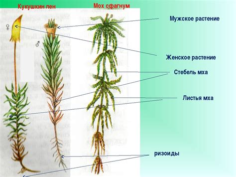 Сфагнум и его особенности