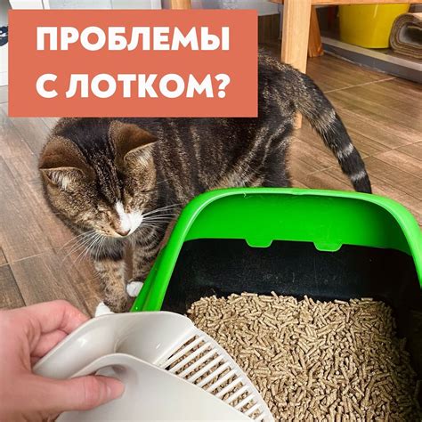 Терьеры и лоток: почему это важно