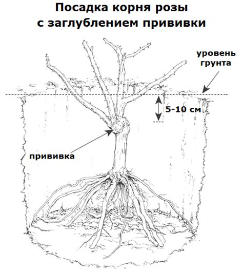 Техника выполнения прививки розы