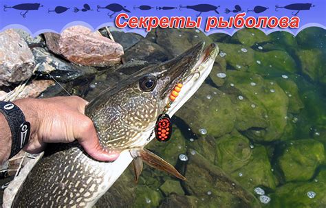Техники и секреты ловли щуки в полнолуние