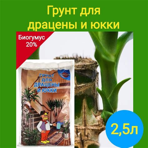 Техники подкормки растений с использованием грунта для драцены и кактусов