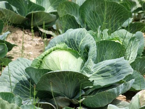 Требует регулярного ухода и качественных продуктов