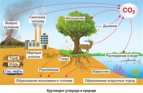 Трудности и ограничения в анализе экологических суждений