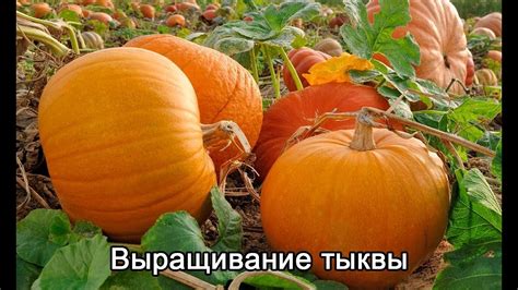 Тыква как источник калия