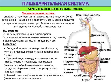 Увлажнение пищи и улучшение пищеварения