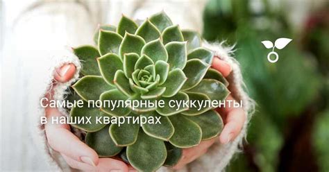 Увлажнение помогает обеспечить оптимальные условия