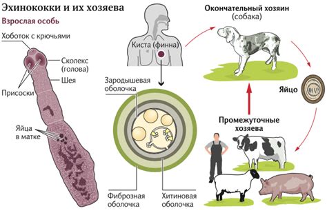 Узнаем, как обычно происходит заражение блохами