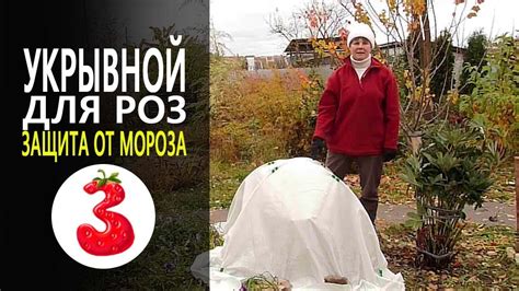 Укрытие моркови от мороза