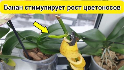 Улучшение внешнего вида и стимуляция повторного цветения