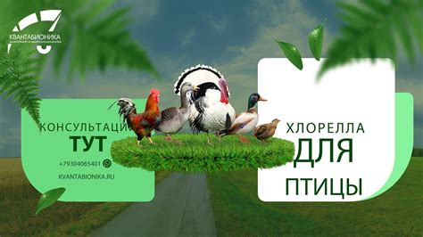 Улучшение структуры мяса