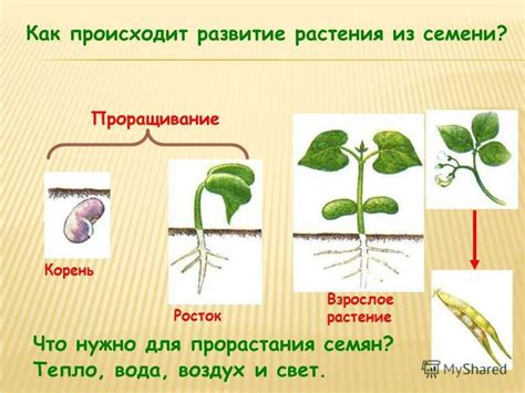 Условия и требования для успешного роста гороха и фасоли