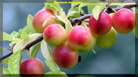 Условия совместного произрастания вишни и алычи