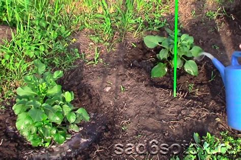 Уход за молодыми растениями
