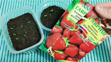 Уход за разделенными кустами земляники