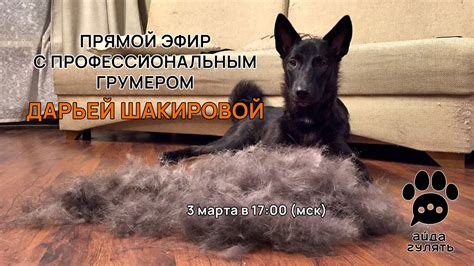 Уход за шерстью и кожей норки: