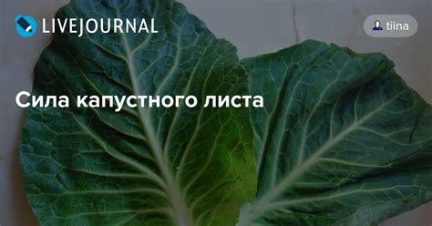 Ученые мнения: эффективность капустного листа при подагре