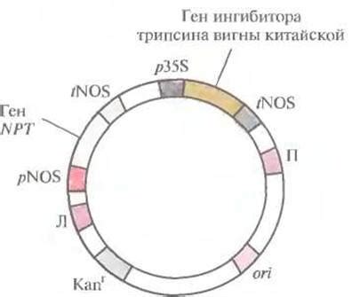 Ущерб, наносимый личинками