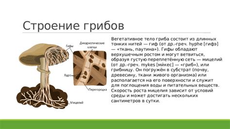 Факты и мифы о полезности грибов мицелия для организма человека