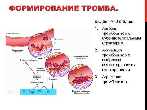 Физиологическая реакция организма на воспаление