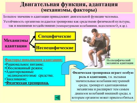 Физиологические механизмы реакции организма на давление