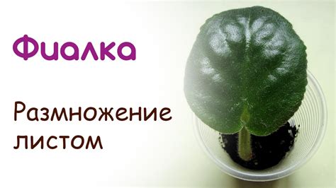 Фитиль на лист фиалки
