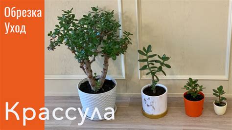 Формирование кроны растения