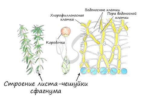 Функции воздушных клеток мха