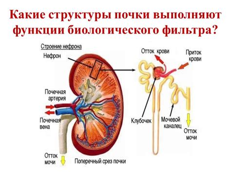 Функции почек
