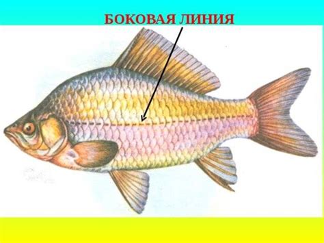 Функция боковой линии у рыб