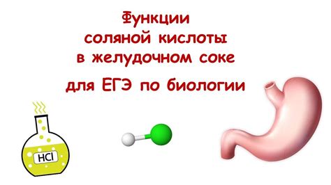 Функция пепсина в желудочном соке