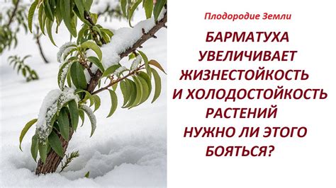 Холодостойкость и теплоизоляция: как кошки справляются с низкими температурами зимой