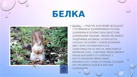 Цвета белок в зависимости от времени года