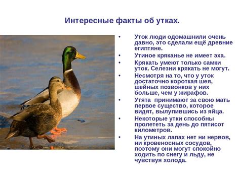 Частые вопросы об утятах и воде