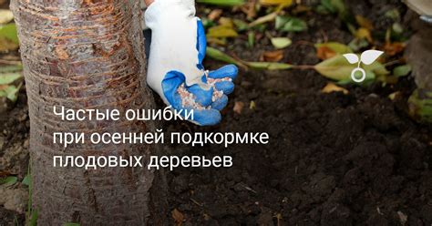 Частые ошибки при подкормке газона осенью