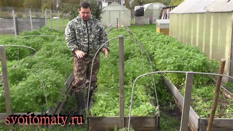Что делать с сидератами после их созревания в октябре