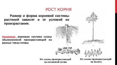 Электромагнитные поля и рост корневой системы