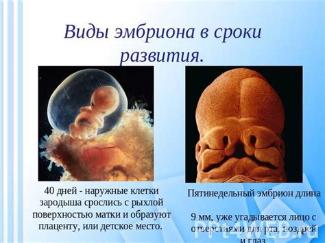 Эмбрион: место его скрытия
