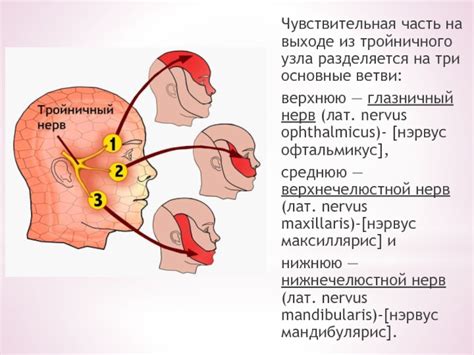 Эффективность грева тройничного нерва