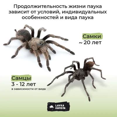 Ядовитость и последствия укуса паука-птицееда