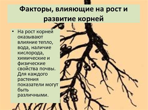  Влияние корней на рост 